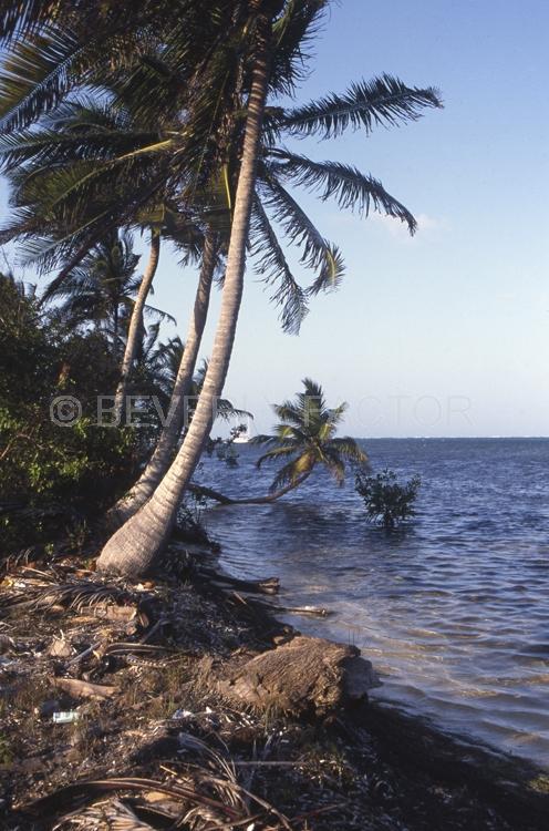 Islands;Belize;Island;blue water;boat;palm trees;blue;water